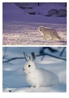 Vorschau - Arbeitsblätter - Kompetenzorientierter Kunstunterricht/ Kunst im Winter: Weiße Tiere im Schnee als Collage - Seite 1