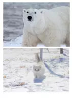 Vorschau - Arbeitsblätter - Kompetenzorientierter Kunstunterricht/ Kunst im Winter: Weiße Tiere im Schnee als Collage - Seite 2