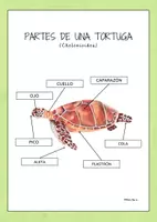 Aperçu - Feuilles d'exercices - Parties du corps d’une tortue, en Espagnol. - Page 1