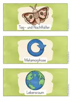 Vorschau - Arbeitsblätter - Schmetterlinge züchten (Distelfalter) - Lerntheke mit Lösung - Seite 3