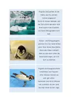 Vorschau - Spiele - Der Pinguin - Lesekarten / Lesen und Zuordnen - Seite 2