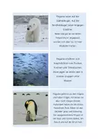 Vorschau - Spiele - Der Pinguin - Lesekarten / Lesen und Zuordnen - Seite 3