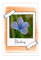 Vorschau - Präsentationen/Tafelbilder - Bildband 1 Schmetterlinge - Seite 2