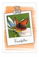 Vorschau - Präsentationen/Tafelbilder - Bildband 2 Schmetterlinge - Seite 1