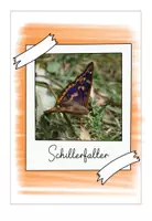 Vorschau - Präsentationen/Tafelbilder - Bildband 2 Schmetterlinge - Seite 2