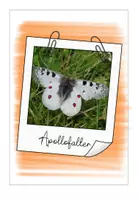 Vorschau - Präsentationen/Tafelbilder - Bildband 2 Schmetterlinge - Seite 3