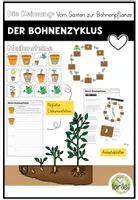 Vorschau - Arbeitsblätter - Die Bohne - Keimung & Bohnenzyklus - Hefteintrag: Meilensteine - Deckblatt
