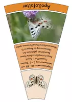 Vorschau - Poster - Schmetterlinge - Legekreis 2 (mit 12 Schmetterlingsarten) - Seite 3