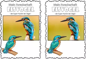 Vorschau - Arbeitsblätter - Wirbeltiere I Forscherheft I Eisvogel I Vögel - Seite 3