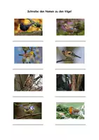 Vorschau - Arbeitsblätter - Arbeitsblatt Standvögel, Gartenvögel und ihre Namen - Seite 3