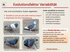 Vorschau - Unterrichtsreihen - Evolutionsfaktoren zum Selbstlernen - Seite 3