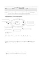 Vorschau - Test - HÜ Biologie Bakterien - Themenfeld 9 Gesundheit - Krankheit - Seite 2