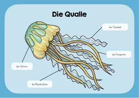 Vorschau - Poster - Qualle Lernplakat - Deckblatt
