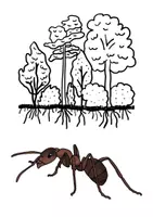 Vorschau - Arbeitsblätter - Werkstatt Im Wald - Seite 2