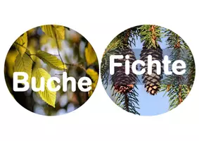 Vorschau - Bildkarten - Nahrungsnetz Wald - Bewegtes Lernen - Seite 2