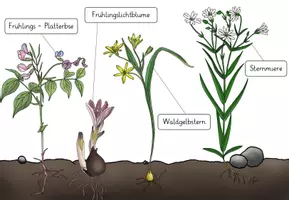 Vorschau - Präsentationen/Tafelbilder - Frühblüher - Tafelplakat / Poster - Ergänzung - Seite 3