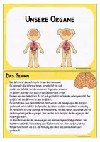 Vorschau - Aufgabenkarten - Organe - Karteikarten mit Lesetexten - Seite 2
