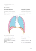Vorschau - Arbeitsblätter - Anatomie und Physiologie, Atemsystem (4 Lektionen) - Seite 2
