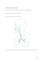 Vorschau - Arbeitsblätter - Anatomie und Physiologie, Atemsystem (4 Lektionen) - Seite 3