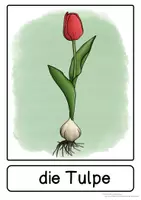Vorschau - Präsentationen/Tafelbilder - Tafelkarten Frühblüher (Wortkarten) - Seite 3