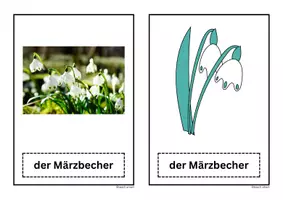 Vorschau - Präsentationen/Tafelbilder - Bildkarte Märzbecher Märzenbecher Frühblüher - Seite 3
