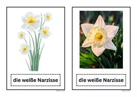 Vorschau - Präsentationen/Tafelbilder - Bildkarten Tafelmaterial Frühblüher PDF + PNG + Vorlagenlink - Seite 2