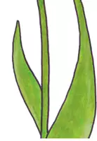 Vorschau - Mal- und Bastelvorlagen - Sachunterricht Frühblüher Aufbau Tulpe - Seite 3