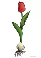 Vorschau - Präsentationen/Tafelbilder - Aufbau Frühblüher (Tafelkarten) - Seite 2