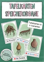 Vorschau - Präsentationen/Tafelbilder - Tafelkarten Speicherorgane Frühblüher (Wortkarten) - Deckblatt