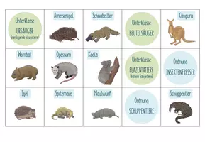 Vorschau - Spiele - Säugetiere Systematik – Sortieraktivität - Seite 1