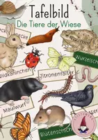 Vorschau - Stundenentwürfe - Tafelbild: Die Tiere der Wiese / Die Bewohner der Wiese / Die Stockwerke der Wiese - Deckblatt