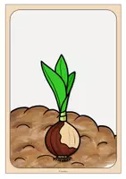 Vorschau - Poster - Tulpenjahr Tafelmaterial (Frühblüher) - Seite 3