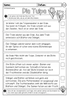 Vorschau - Arbeitsblätter - Tulpe, Tulpenjahr Lesespaziergang oder Lesezuordnung - Seite 3