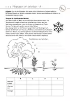 Vorschau - Stundenentwürfe - Pflanzen im Winter - Überwinterungsstrategien - Seite 3