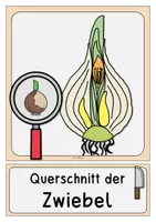 Vorschau - Poster - Teile der Tulpe (Frühblüher) Tafelmaterial - Seite 2