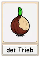 Vorschau - Poster - Teile der Tulpe (Frühblüher) Tafelmaterial - Seite 3