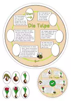 Vorschau - Aufgabenkarten - Die Entwicklung der Tulpe (Lesezuordnung) - Seite 1