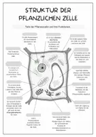 Vorschau - Spiele - Materialpaket AUFBAU DER PFLANZLICHEN ZELLE. - Seite 3