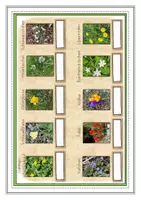 Vorschau - Stationenlernen - Wer bin ich Frühlingsblumen - Seite 3