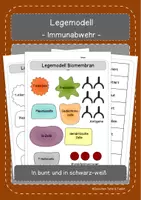 Vorschau - Mal- und Bastelvorlagen - Legemodell Immunantwort - Deckblatt