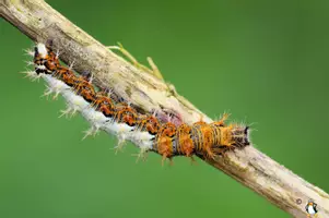 Vorschau - Stationenlernen - C-Falter Tagfalter/Schmetterling Interaktiv Sachkunde/HSU - Seite 3