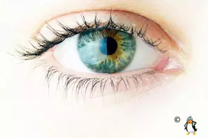 Vorschau - Stationenlernen - Das Auge - Sachtext Lesetraining/Lückentext HSU/DaF/DaZ - Seite 3
