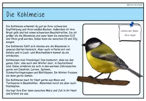 Vorschau - Anderer Materialtyp - Unsere heimischen Vögel: Infokarten - Seite 2