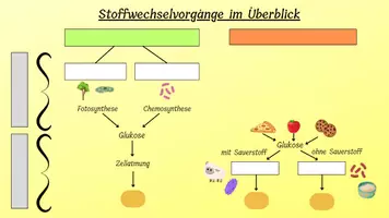 Vorschau - Arbeitsblätter - Stoffwechselvorgänge im Überblick: Schaubild und Aufgaben - Seite 2