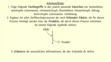 Vorschau - Arbeitsblätter - Stoffwechselvorgänge im Überblick: Schaubild und Aufgaben - Seite 3
