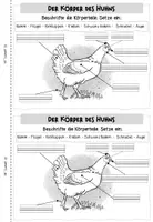 Vorschau - Arbeitsblätter - Bauernhoftiere: Miniheft "Das Huhn" (Kl. 1/2) - Seite 3
