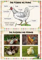 Vorschau - Merkblätter - Bauernhoftiere: Karteikarten "Das Huhn" (Kl.1/2) - Seite 2