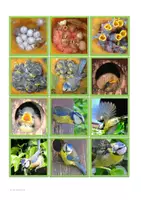Vorschau - Spiele - Blaumeisen-Merkspiel - Seite 2