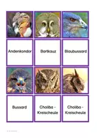Vorschau - Spiele - Greifvögel-Merkspiel - Seite 2