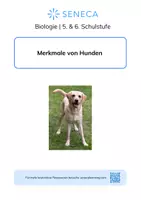 Vorschau - Arbeitsblätter - Merkmale von Hunden - Biologie 5. & 6. Klasse - Deckblatt
